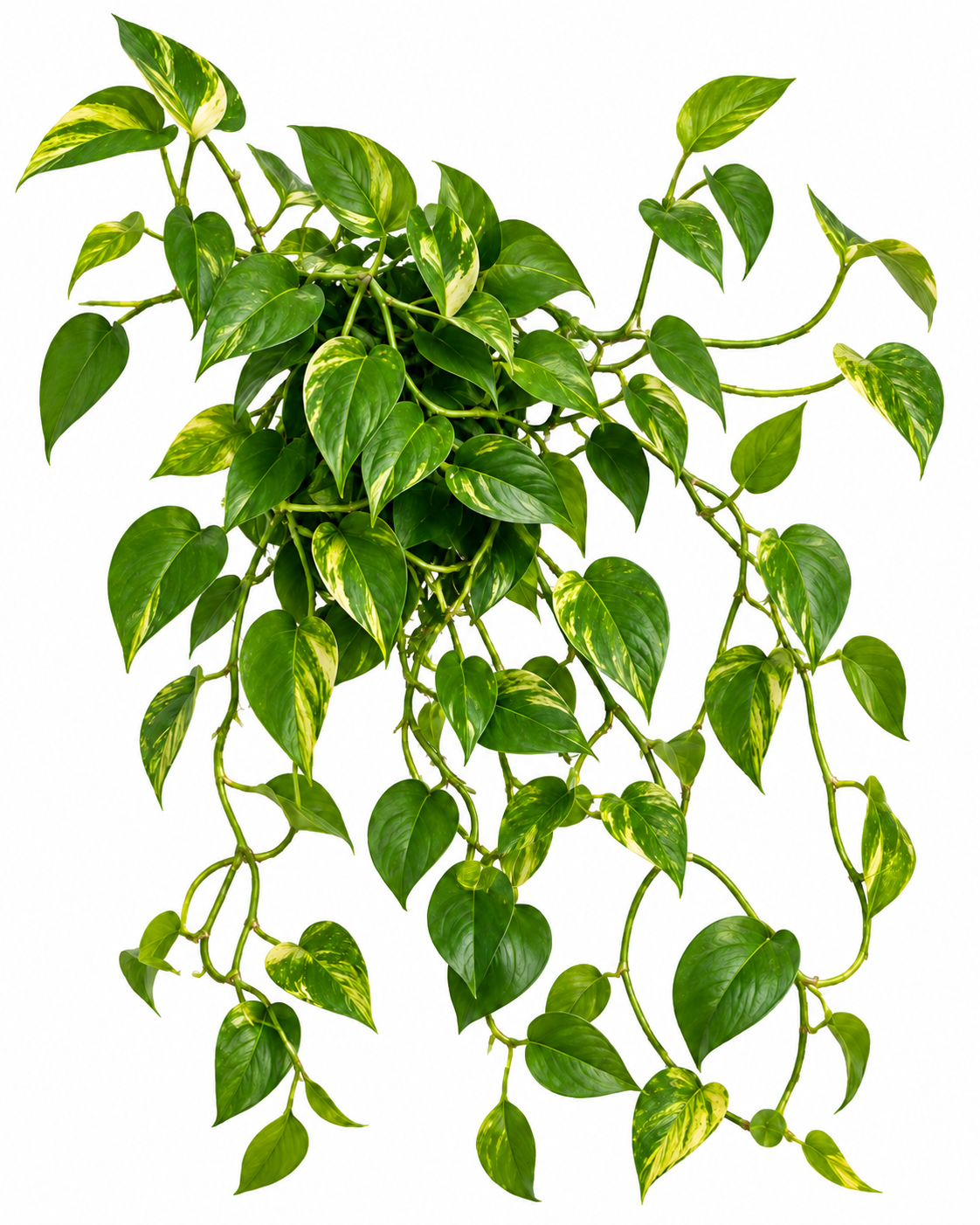 Untidy climbing plant growth